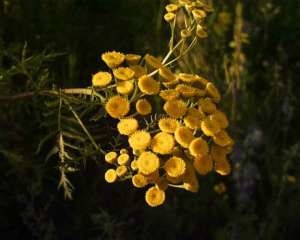 Tansy tanacetum, pervinca