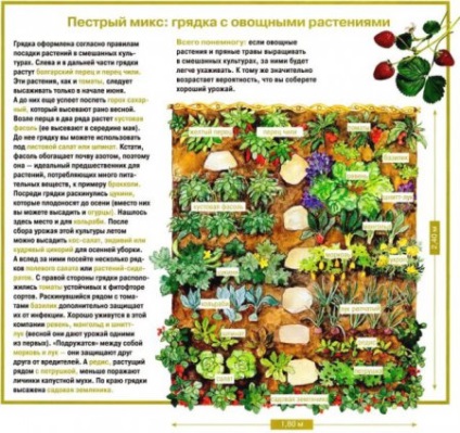 Planificarea grădinii pentru plantarea diferitelor scheme