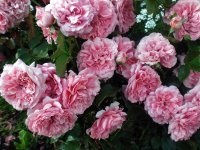 Climbing trandafiri - hacienda online