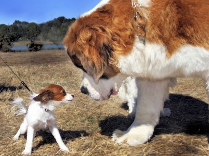 De ce câinii mici trăiesc mai mult decât știrile mari despre animalele din lumea oamenilor