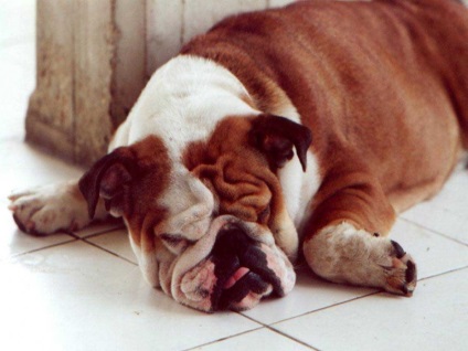 De ce câinii mârâiesc, snort, sufoca