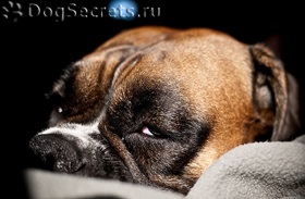 De ce câinii mârâiesc, snort, sufoca