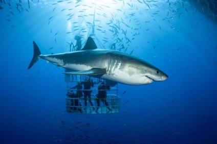 Miért turisták nem kell félni a cápák
