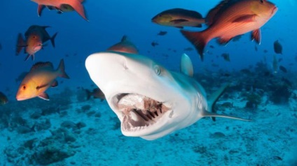Miért turisták nem kell félni a cápák