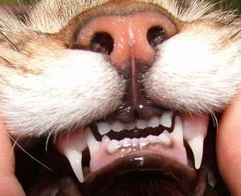 De ce pisicile au dinți?