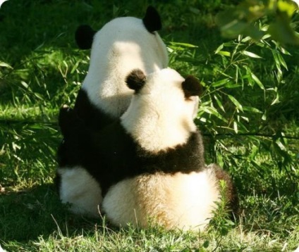 Miért olyan panda színező