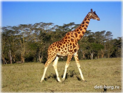 Făcut din girafă de aluat sărat, crește și se dezvoltă împreună cu mama ta!