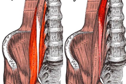 Musculatură lio-lombară și coloană rectificativă