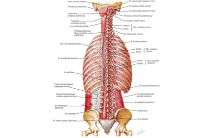 Musculatură lio-lombară și coloane rectificative
