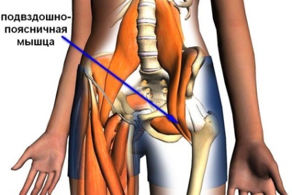 Musculatură lio-lombară și coloană rectificativă