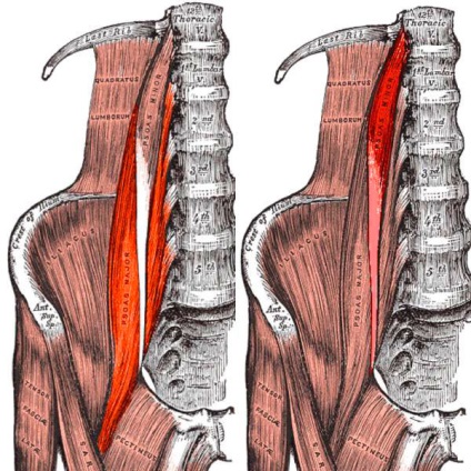 Anatomia și patologia musculaturii spatelui Ilio-lumbarus