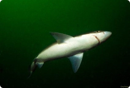 Caracteristicile utile ale rechinilor de ficat gras