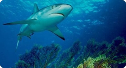 Caracteristicile utile ale rechinilor de ficat gras