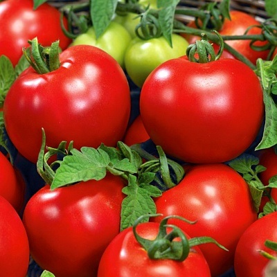 Tomate Bolivar f1 - semințe - roșii - legume - semințe și puieți prin poștă din grădini npo din Rusia (grădină și