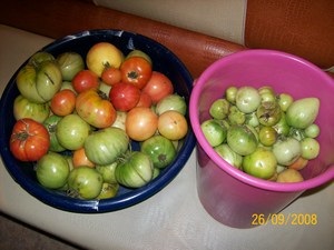 Tomatele au sărat diferite verde, maro, roșu