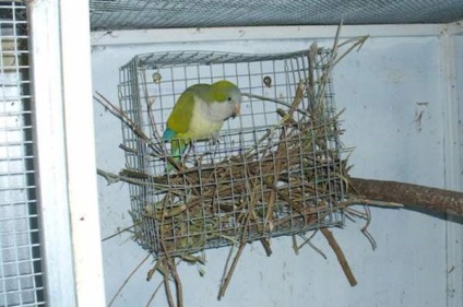 Parrot Quaker sau călugăr - un animal de companie minunat - iepurii noștri