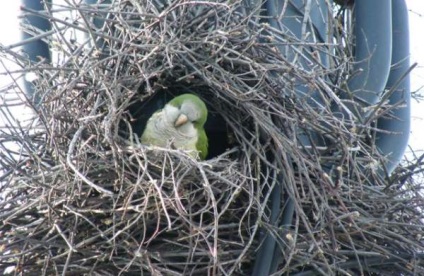 Parrot Quaker sau călugăr - un animal de companie minunat - iepurii noștri