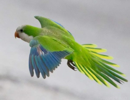 Parrot Quaker sau călugăr - un animal de companie minunat - iepurii noștri