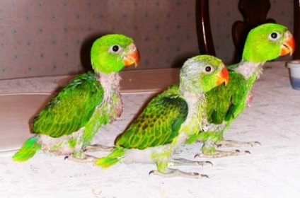 Parrot Quaker sau călugăr - un animal de companie minunat - iepurii noștri