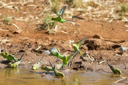 Parrot nu bea sfaturi de apa pentru crescatori