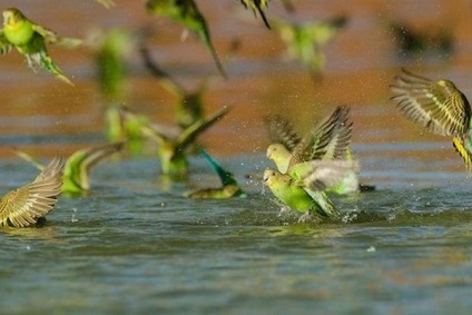 Parrot nu bea sfaturi de apa pentru crescatori