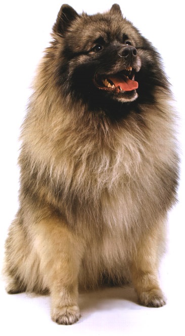 Rasa Keeshond (Wolfspitz)