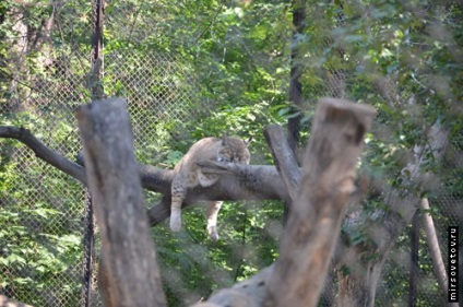 Vizitarea Gradinii zoologice din Novosibirsk