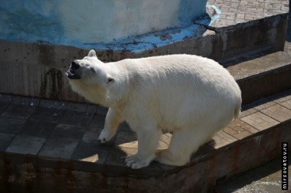 Vizitarea Gradinii zoologice din Novosibirsk