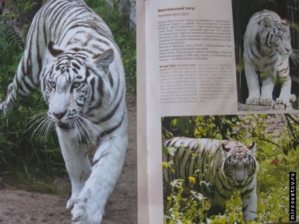 Vizitarea Gradinii zoologice din Novosibirsk