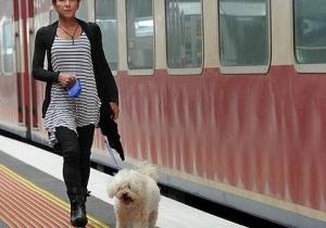 Reguli pentru transportul câinilor și al altor animale domestice