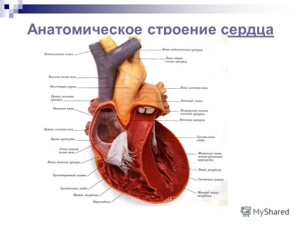 Prezentarea bolii sistemului cardiovascular, prevenirea acestora - starea