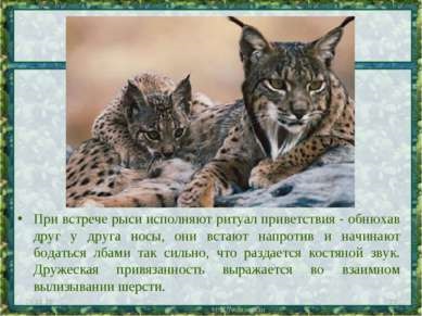 Prezentare - lynx - văr de pisică - download gratuit