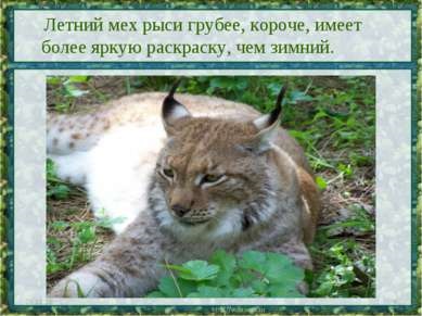 Bemutatkozás - Lynx - macska képest - ingyen letölthető