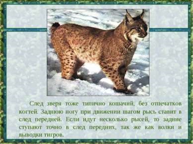 Bemutatkozás - Lynx - macska képest - ingyen letölthető