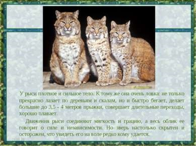 Prezentare - lynx - văr de pisică - download gratuit