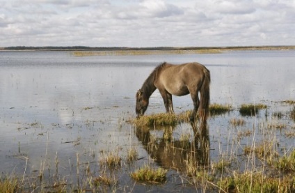 Engure Lake Nature Park és a lett Blue tehenek