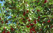 Oltás gyümölcsfák tavasszal, nyáron és télen, a módszerek és ellátás után