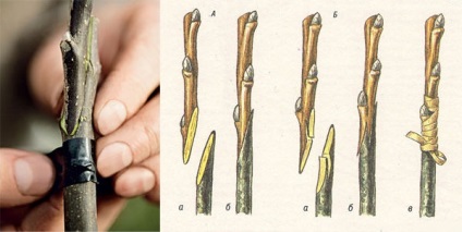 Inocularea pomilor fructiferi în primăvara, vara și iarna, metodele și îngrijirea după