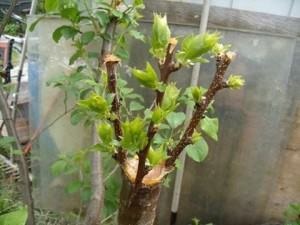 Inocularea pomilor fructiferi în primăvara, vara și iarna, metodele și îngrijirea după