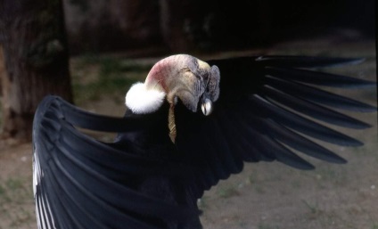 Bird kondorkeselyű dél-amerikai „fehér galléros”