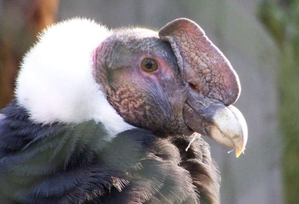 Bird kondorkeselyű dél-amerikai „fehér galléros”