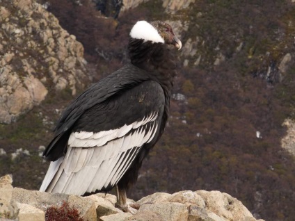 Bird Condor America de Sud 