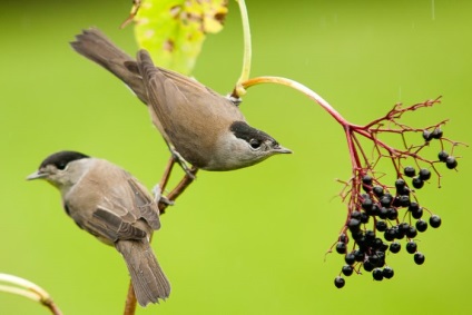 Bird Slavka descriere, locuință și hrană, specie, fotografie, cântând