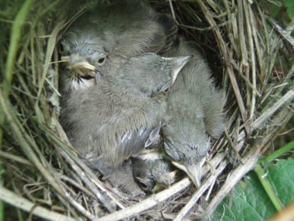 Bird Slavka descriere, locuință și hrană, specie, fotografie, cântând