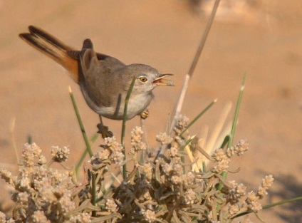 Bird Slavka descriere, locuință și hrană, specie, fotografie, cântând