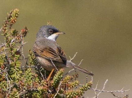 Bird Slavka descriere, locuință și hrană, specie, fotografie, cântând