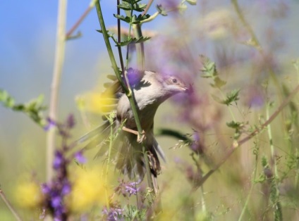 Bird poszáta leírás, élőhely és az élelmiszer, kilátás, fénykép, ének