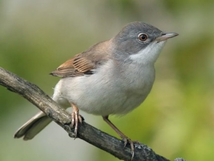 Bird Slavka descriere, locuință și hrană, specie, fotografie, cântând