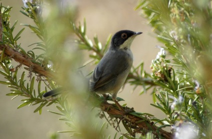 Bird Slavka descriere, locuință și hrană, specie, fotografie, cântând