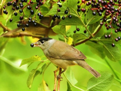 Bird poszáta leírás, élőhely és az élelmiszer, kilátás, fénykép, ének